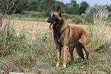 MALINOIS 961